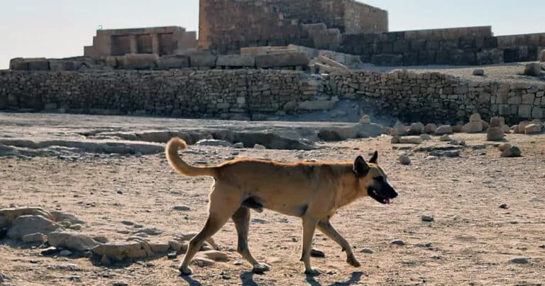 Apollo cani piramidi egitto