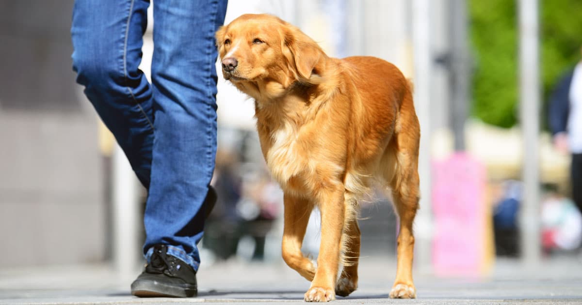 cani in libertà responsabilità civile del proprietario