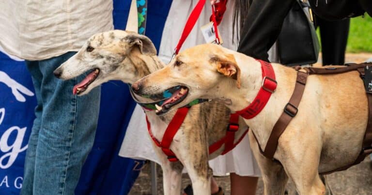 galgos