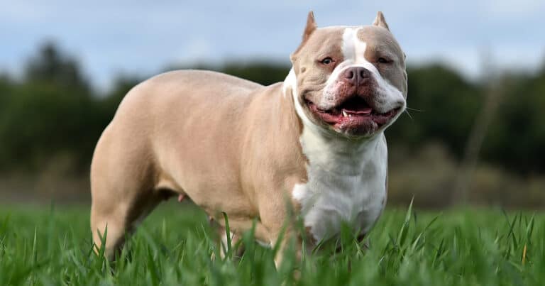 american bully