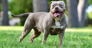 american bully