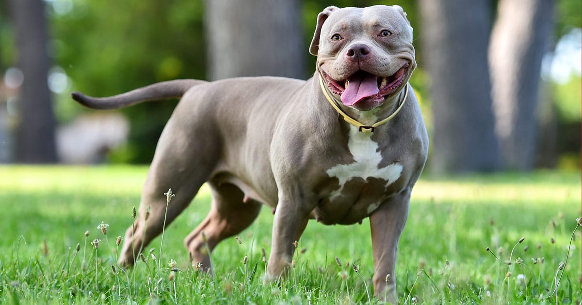 american bully