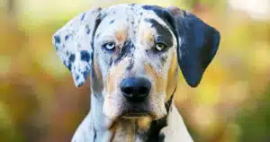 Catahoula Leopard Dog