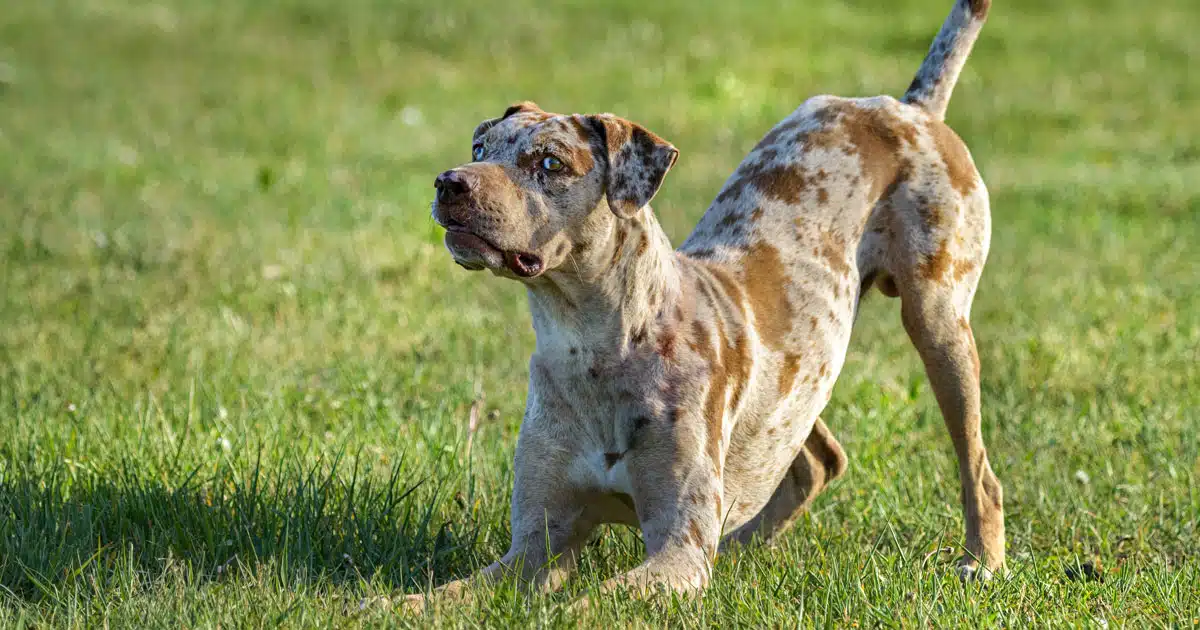 Catahoula Leopard Dog