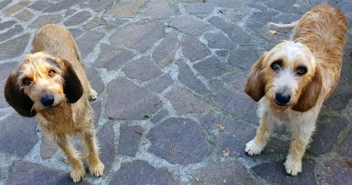 Iva Zanicchi e i suoi cani intervista esclusiva per vitadacani.info