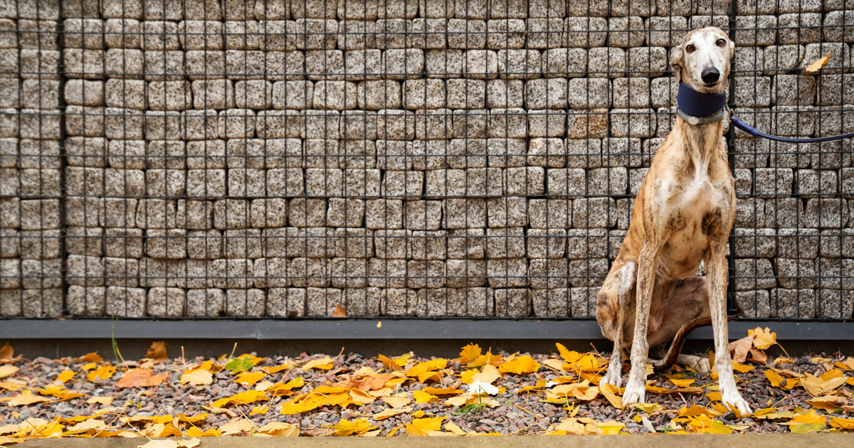 maltrattamento cani