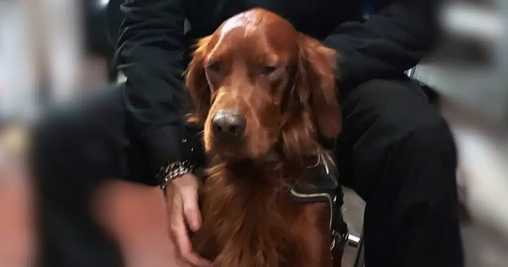 Cane sui binari della metropolitana: ferma a Roma la linea A