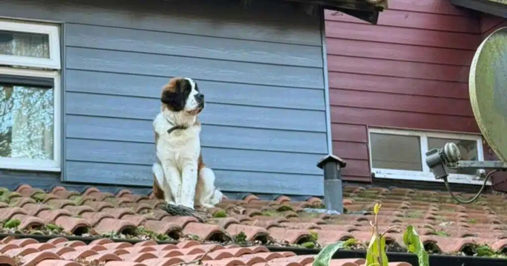 san bernardo bloccato sul tett salvato dai vigili del fuoco