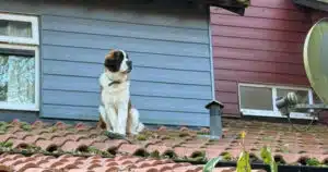 san bernardo bloccato sul tett salvato dai vigili del fuoco