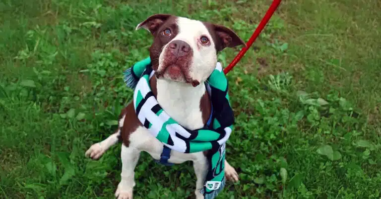 un gol a 4 zampe sassuolo calcio adozioni cani e catti