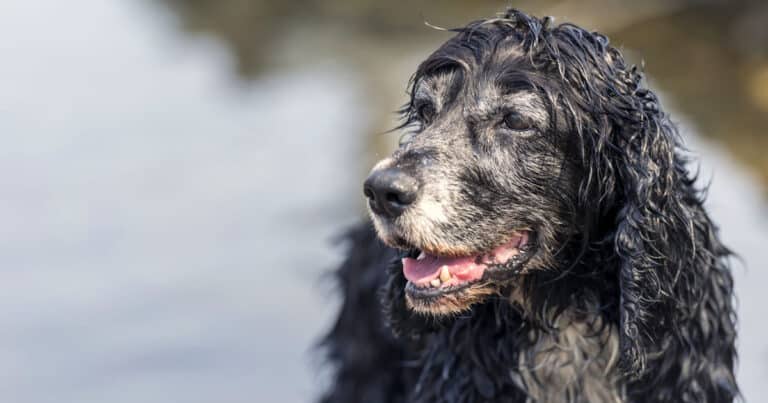 a che età invecchia un cane?