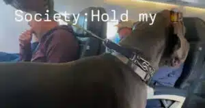 Alano in aereo come cane di supporto emotivo. Ecco il video che ha scatenato le polemiche