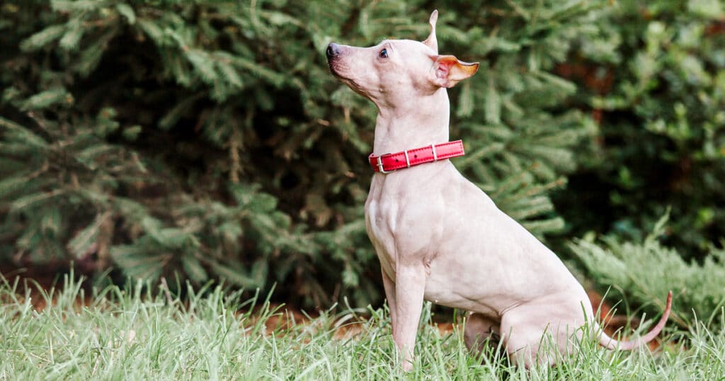 american hairless terrier il bellissimo cane senza pelo