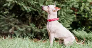 american hairless terrier il bellissimo cane senza pelo