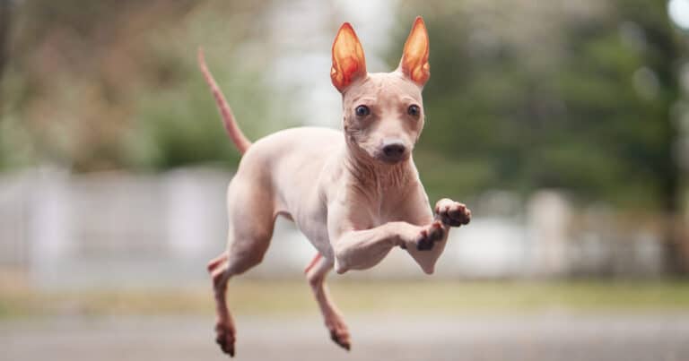 american hairless terrier il bellissimo cane senza pelo