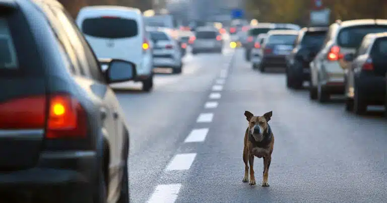 Animali abbandonati e nuovo codice della strada