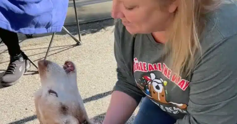 Beagle incontra la sua ex affidataria, il video dell'incontro