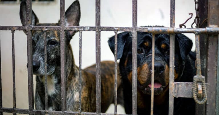 Brugherio: 70 cani salvati