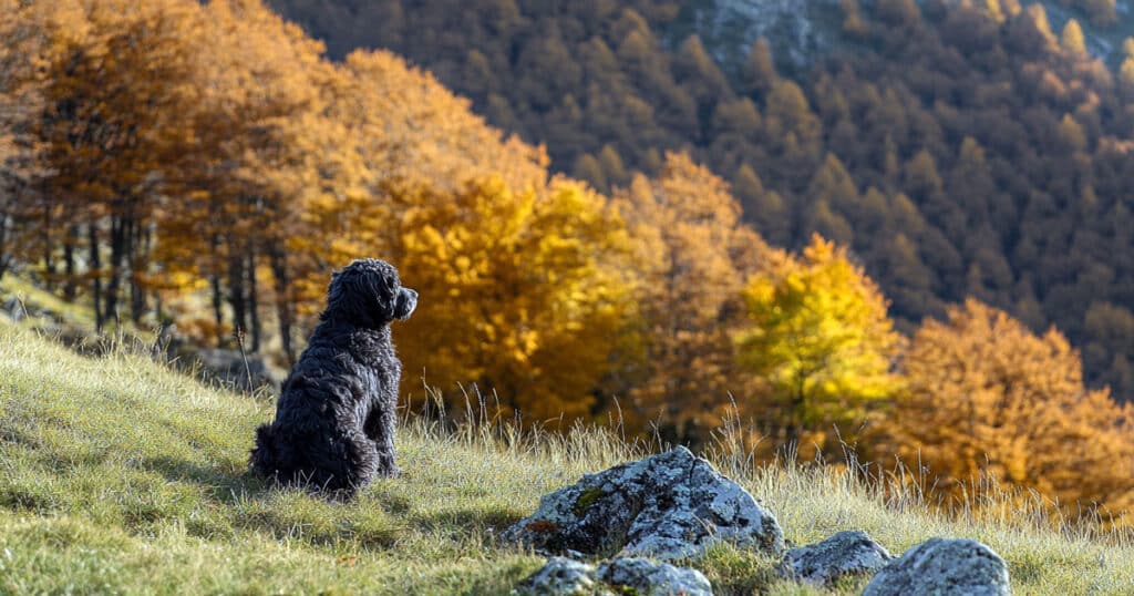 Cane da bergamasco