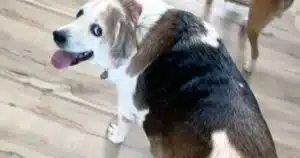 cane obeso conquista il web