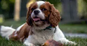 cane siede in modo buffo video virale