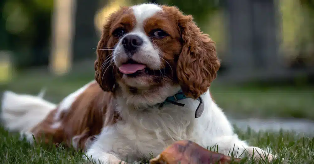 cane siede in modo buffo video virale