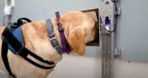 Cani e intelligenza artificiale uniti nella lotta contro il cancro tumore