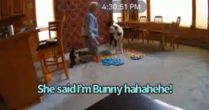 cani imparano a comunicare con soundboard