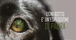 Botti di capodanno decalogo oipa