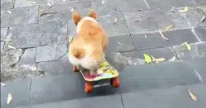 cane sullo skateboard scende scalinata video