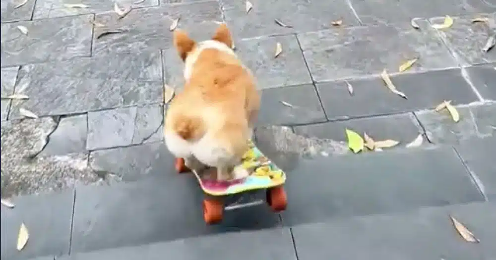 cane sullo skateboard scende scalinata video