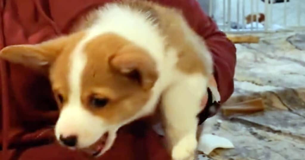 Cucciolo di corgi fa il verso dell'anatra il video divertente