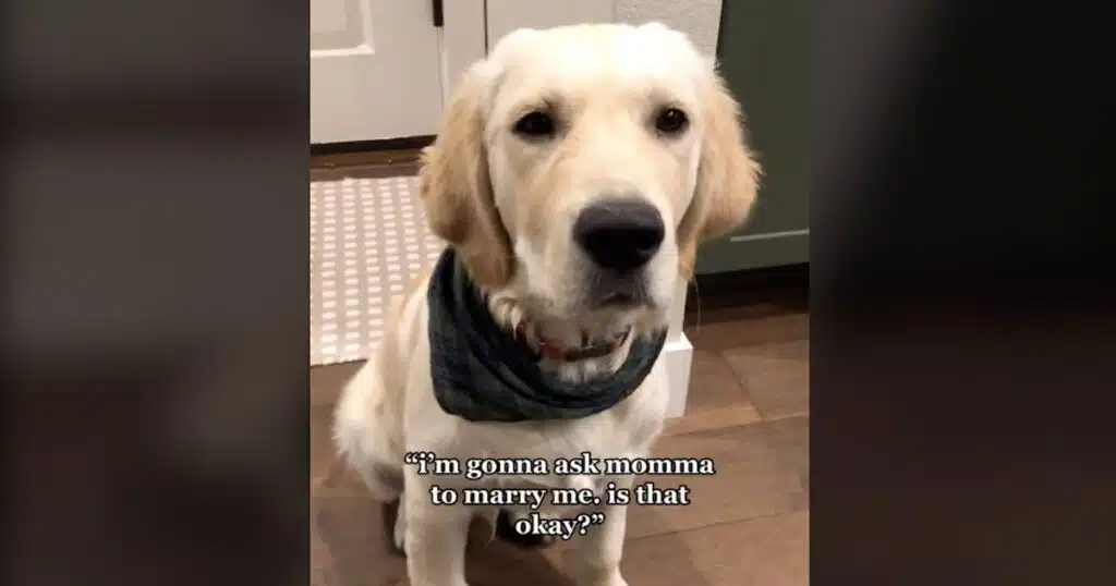 cucciolo di golden retriever approva proposta matrimonio