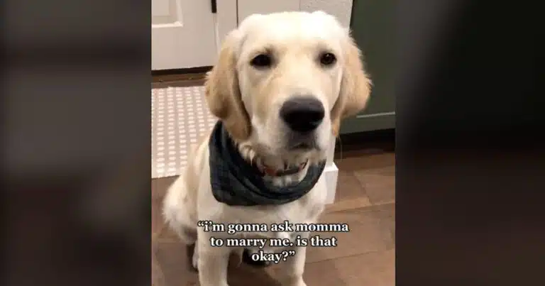 cucciolo di golden retriever approva proposta matrimonio