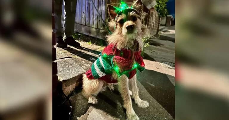 Da cane randagio a star della pubblicità: la storia di Whirly