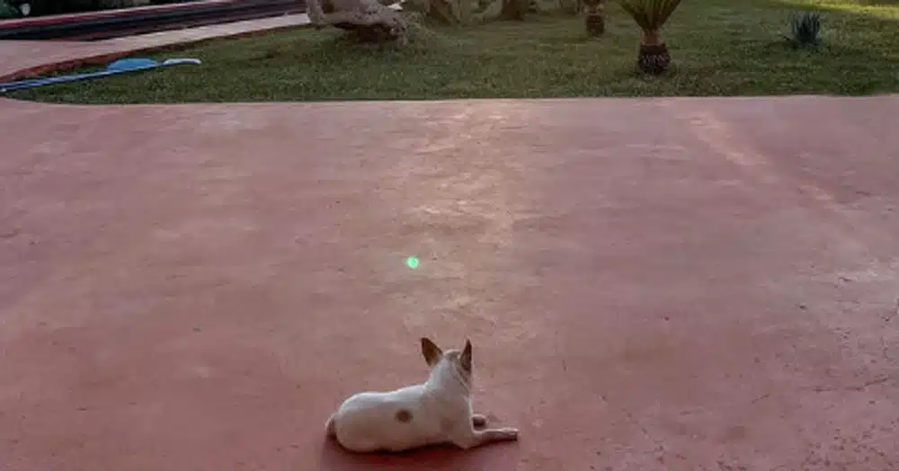 Giulia Valentina: addio alla cagnolina Gue