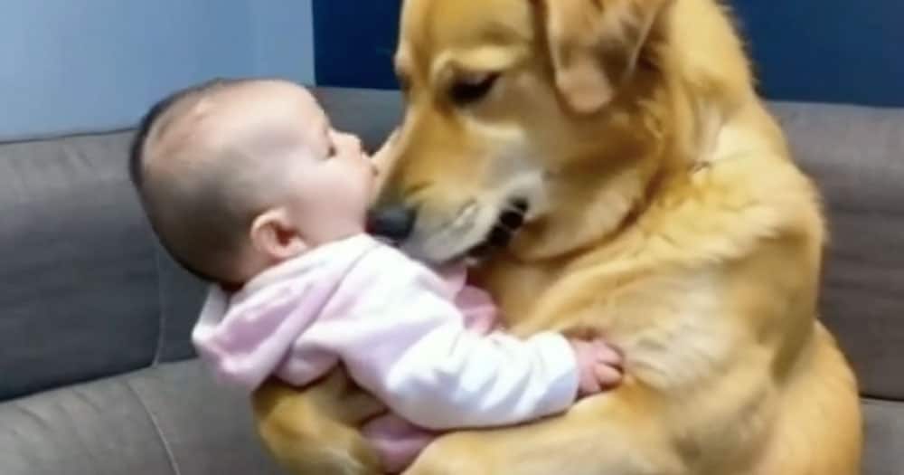 golden retriever prende in braccio bambino video virale