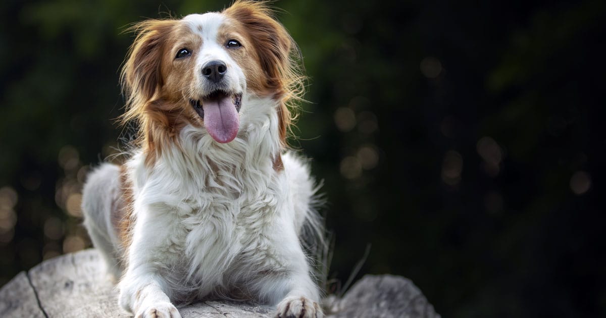 kooikerhondje cane olandese affettuoso e agile