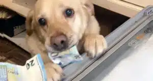 labrador che prende i soldi ai clienti