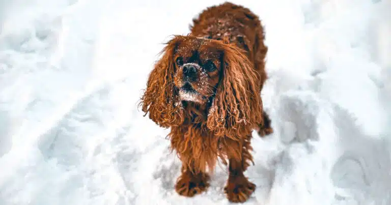 maltempo invernale come proteggere il cane