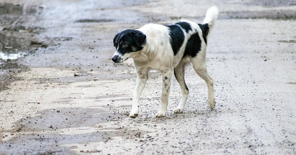 montefredane salvati 19 cani abbandonati