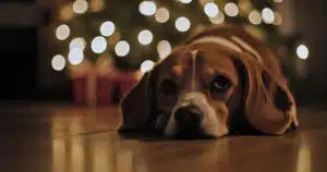 natale e i pericoli per il cane