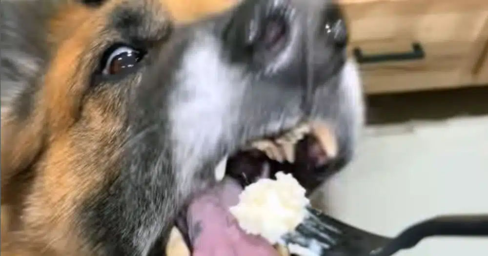 Pastore tedesco disgustato dai fagiolini: un video tutto da ridere