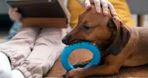 pet therapy all'ospedale di latisana in pediatria