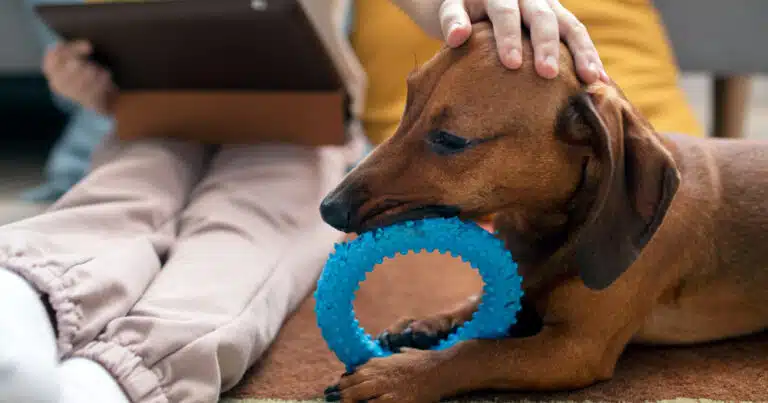 pet therapy all'ospedale di latisana in pediatria