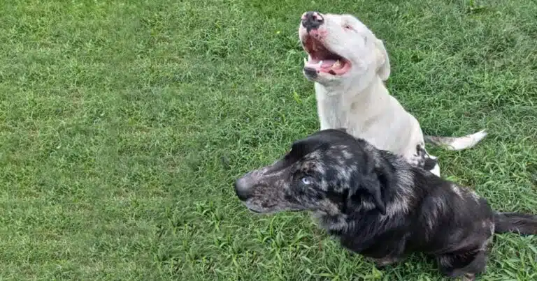 Romolo e nerino cane senza occhi