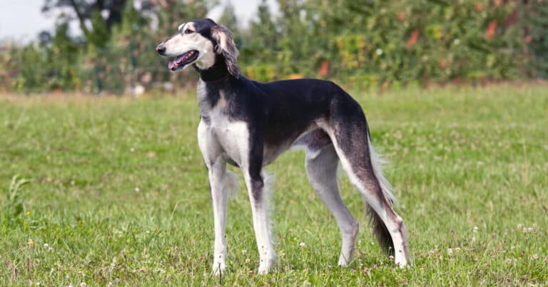 saluki