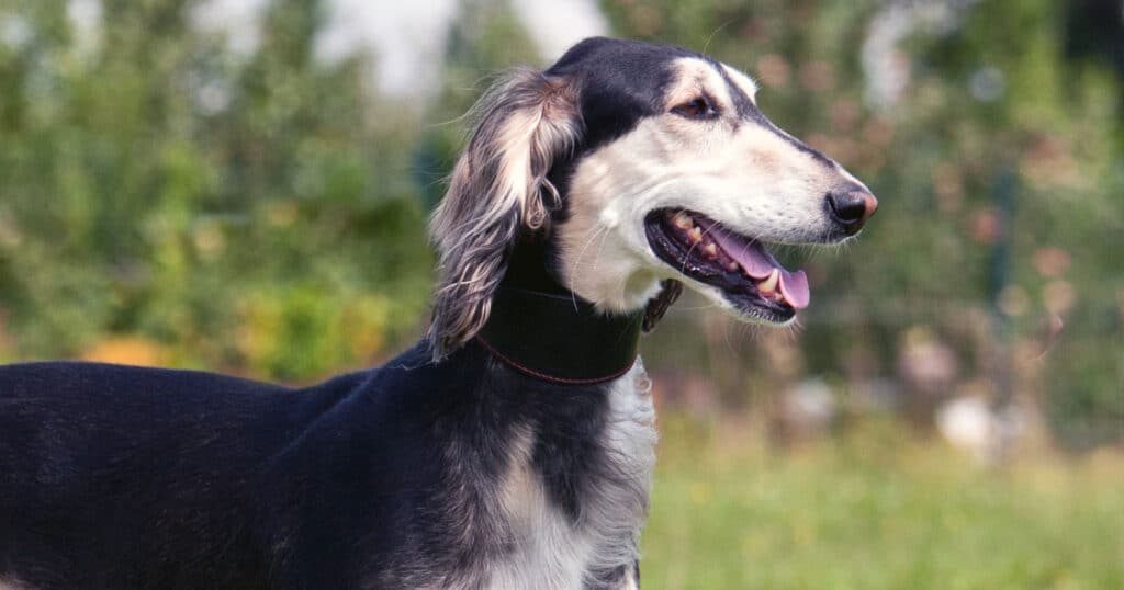 saluki