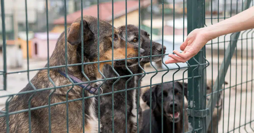 sennori incentivo 200 euro a chi adotta cane