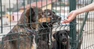 sennori incentivo 200 euro a chi adotta cane